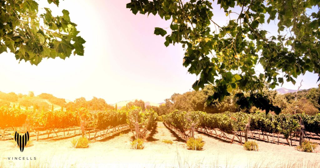 Vincells életérzés