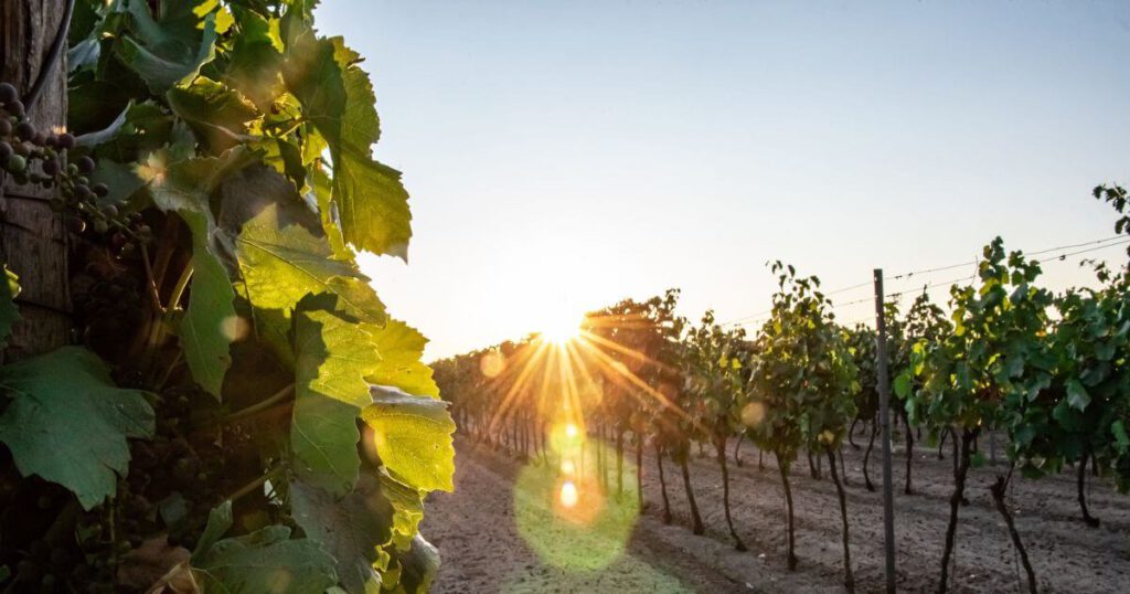 A Vincells Borékszer csapata bemutatja a Szentpéteri Borpincét